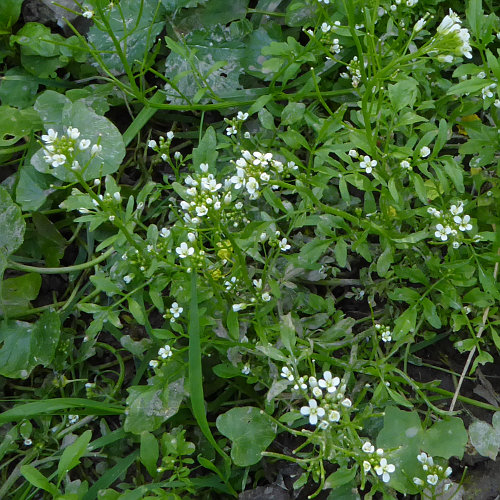 Wald-Schaumkraut / Cardamine flexuosa