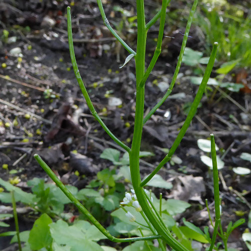 Wald-Schaumkraut / Cardamine flexuosa