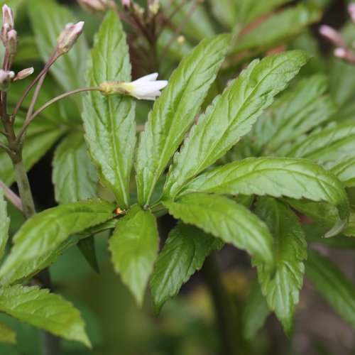 Fiederblättrige Zahnwurz / Cardamine heptaphylla