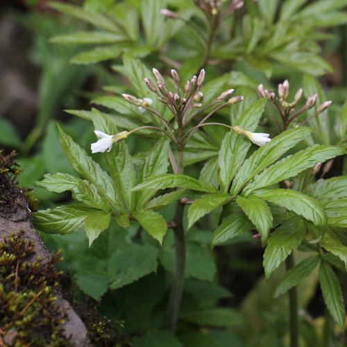 Fiederblättrige Zahnwurz / Cardamine heptaphylla