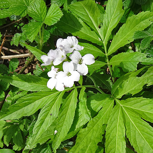 Fiederblättrige Zahnwurz / Cardamine heptaphylla