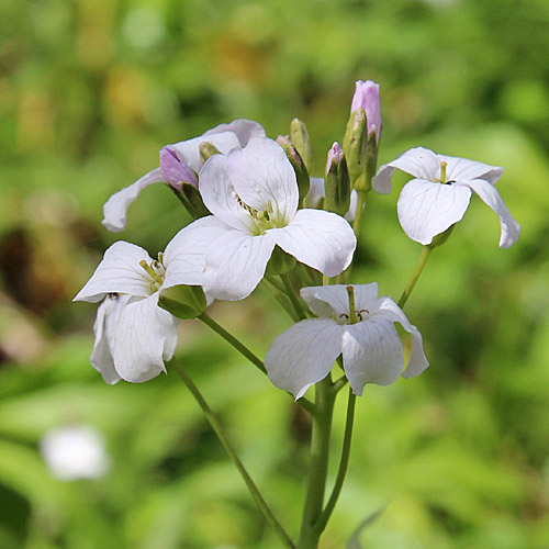 Fiederblättrige Zahnwurz / Cardamine heptaphylla