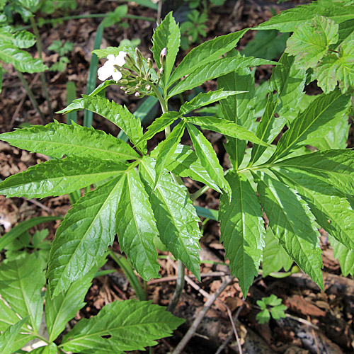 Fiederblättrige Zahnwurz / Cardamine heptaphylla