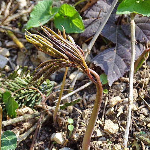 Fiederblättrige Zahnwurz / Cardamine heptaphylla