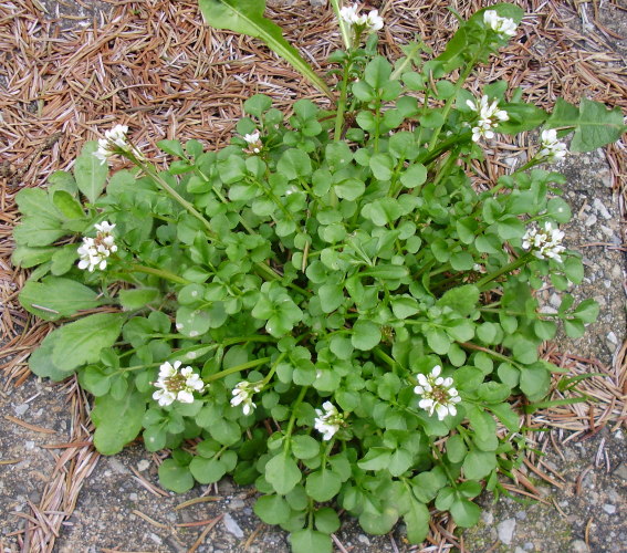 Vielstängeliges Schaumkraut / Cardamine hirsuta