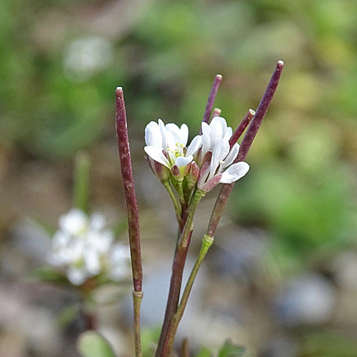 Vielstängeliges Schaumkraut / Cardamine hirsuta