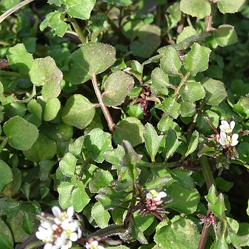 Vielstängeliges Schaumkraut / Cardamine hirsuta