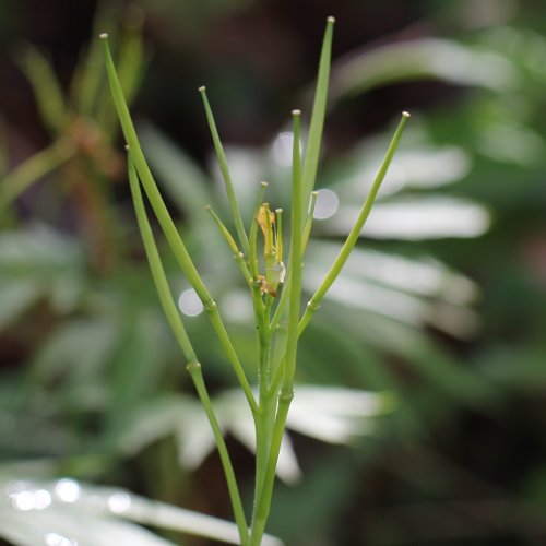 Kitaibels Zahnwurz / Cardamine kitaibelii