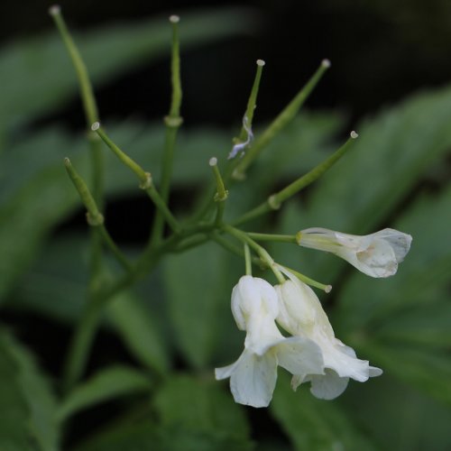 Kitaibels Zahnwurz / Cardamine kitaibelii