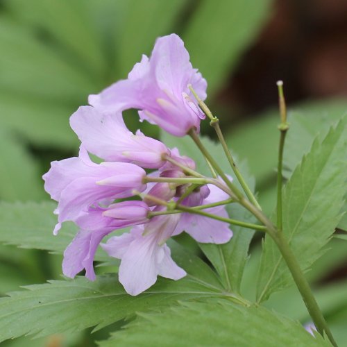 Fingerblättrige Zahnwurz / Cardamine pentaphyllos