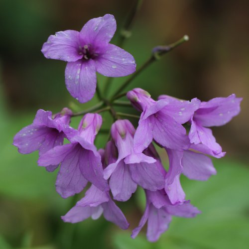 Fingerblättrige Zahnwurz / Cardamine pentaphyllos