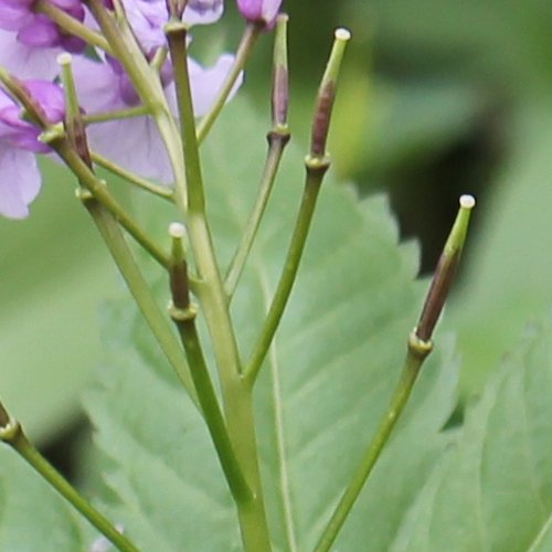 Fingerblättrige Zahnwurz / Cardamine pentaphyllos