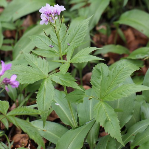 Fingerblättrige Zahnwurz / Cardamine pentaphyllos