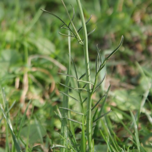 Wiesen-Schaumkraut / Cardamine pratensis