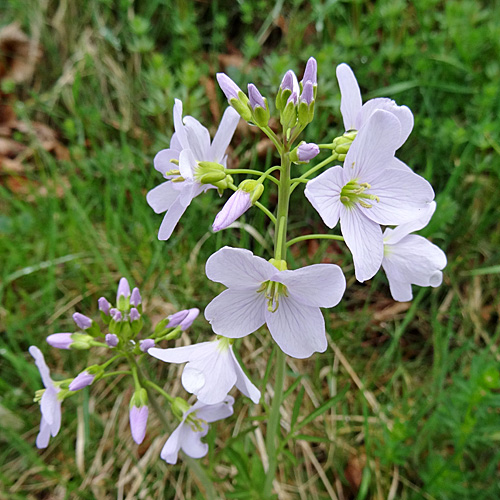 Wiesen-Schaumkraut / Cardamine pratensis