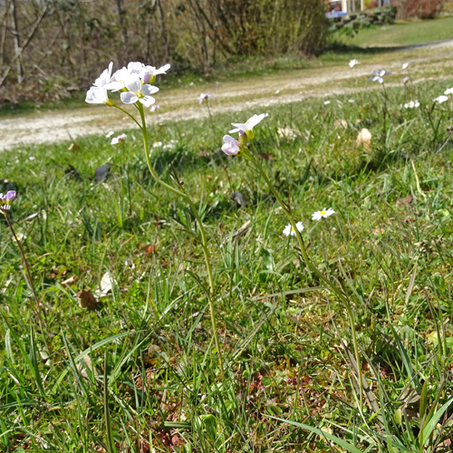 Wiesen-Schaumkraut / Cardamine pratensis