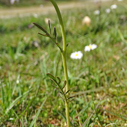 Wiesen-Schaumkraut / Cardamine pratensis