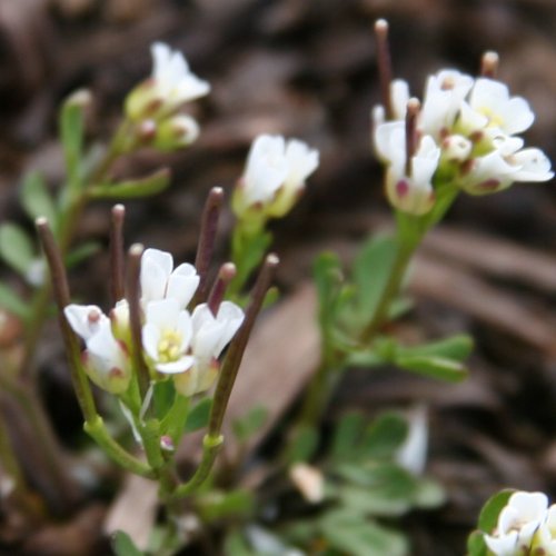 Resedablättriges Schaumkraut / Cardamine resedifolia