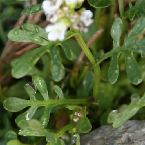 Resedablättriges Schaumkraut / Cardamine resedifolia