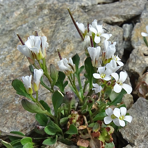 Resedablättriges Schaumkraut / Cardamine resedifolia