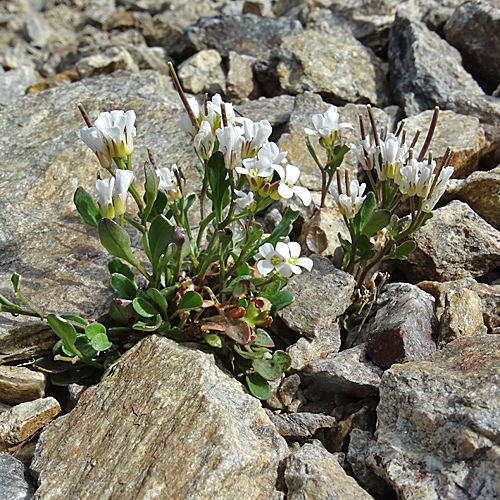 Resedablättriges Schaumkraut / Cardamine resedifolia