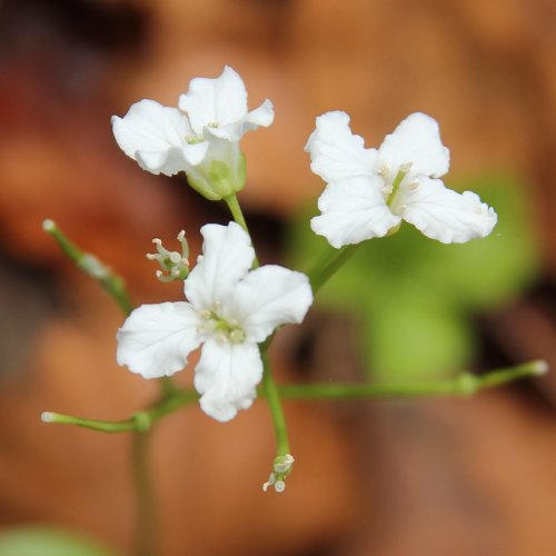 Dreiblättriges Schaumkraut / Cardamine trifolia