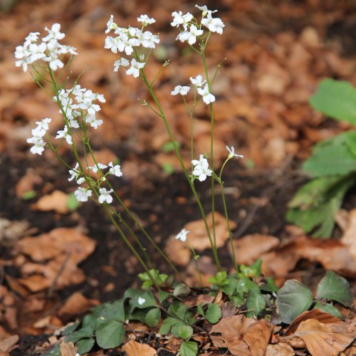 Dreiblättriges Schaumkraut / Cardamine trifolia