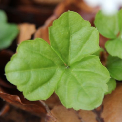 Dreiblättriges Schaumkraut / Cardamine trifolia