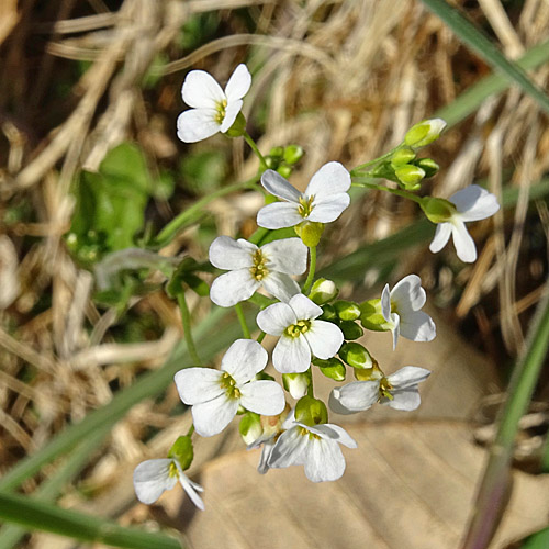 Gewöhnliche Sand-Schaumkresse / Cardaminopsis arenosa