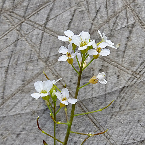 Gewöhnliche Sand-Schaumkresse / Cardaminopsis arenosa