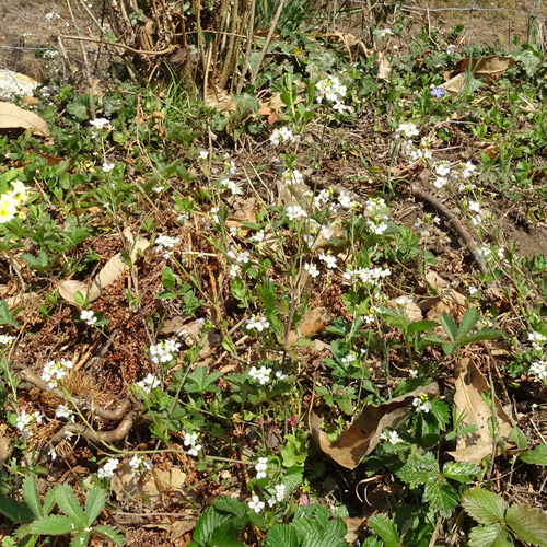 Gewöhnliche Sand-Schaumkresse / Cardaminopsis arenosa