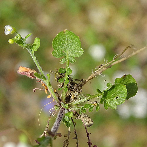 Gewöhnliche Sand-Schaumkresse / Cardaminopsis arenosa