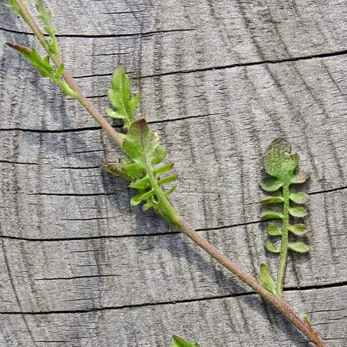 Gewöhnliche Sand-Schaumkresse / Cardaminopsis arenosa