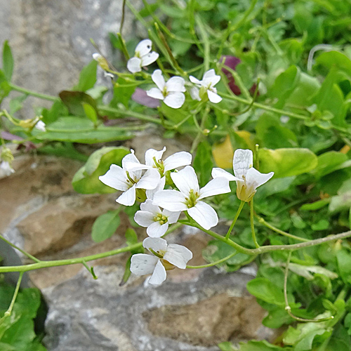 Hallers Schaumkresse / Cardaminopsis halleri