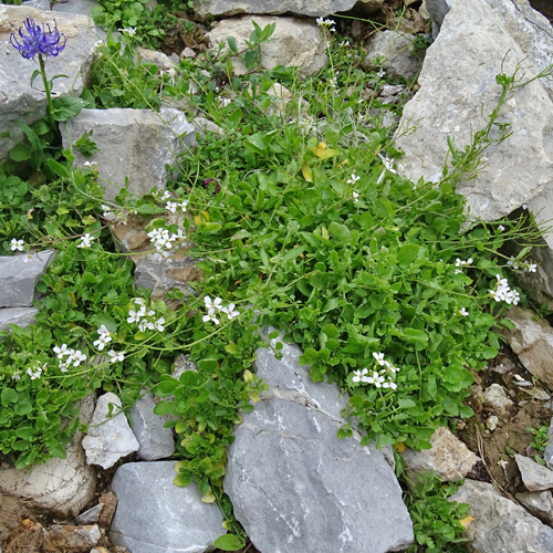 Hallers Schaumkresse / Cardaminopsis halleri