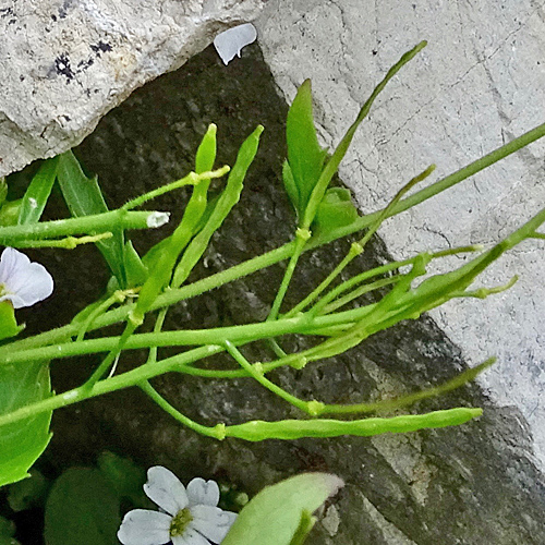 Hallers Schaumkresse / Cardaminopsis halleri