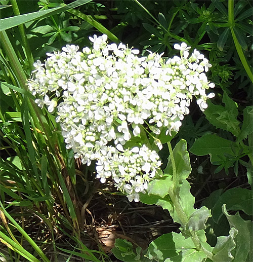 Pfeilkresse / Cardaria draba