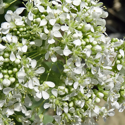 Pfeilkresse / Cardaria draba