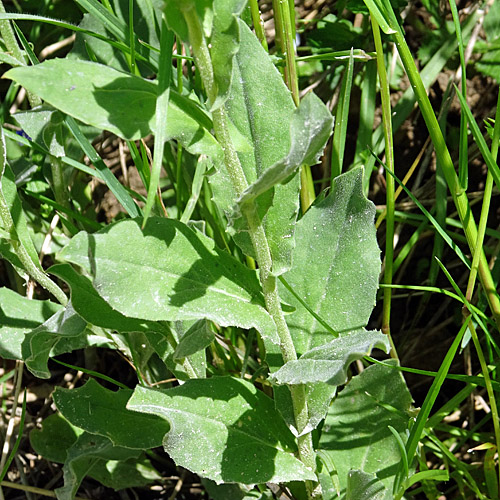 Pfeilkresse / Cardaria draba