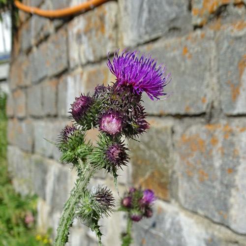 Eigentliche Krause Distel / Carduus crispus subsp.crispus