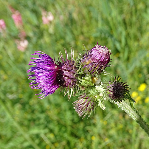 Eigentliche Krause Distel / Carduus crispus subsp.crispus