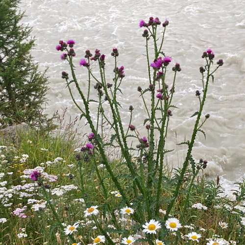 Eigentliche Krause Distel / Carduus crispus subsp.crispus