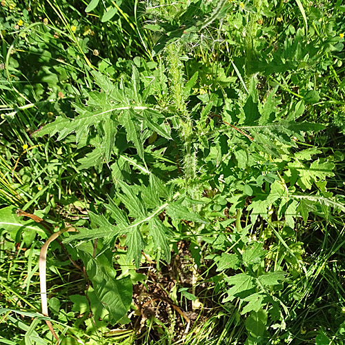 Eigentliche Krause Distel / Carduus crispus subsp.crispus