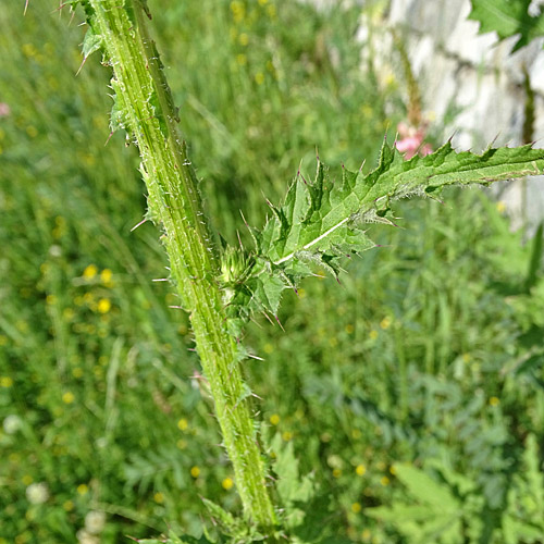 Eigentliche Krause Distel / Carduus crispus subsp.crispus