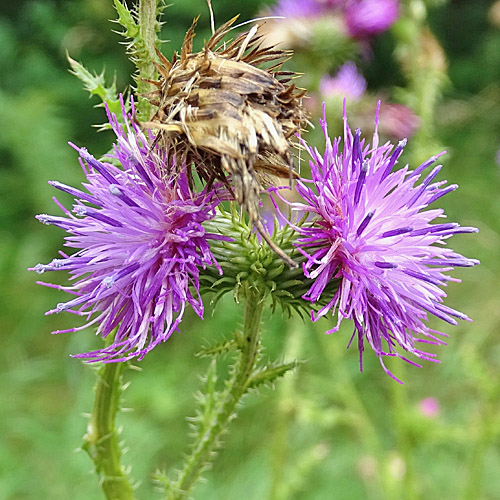 Vielblütige Krause Distel / Carduus crispus subsp. multiflorus