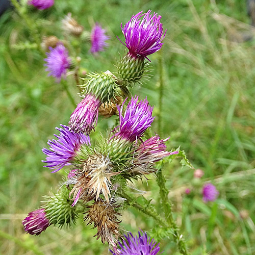 Vielblütige Krause Distel / Carduus crispus subsp. multiflorus