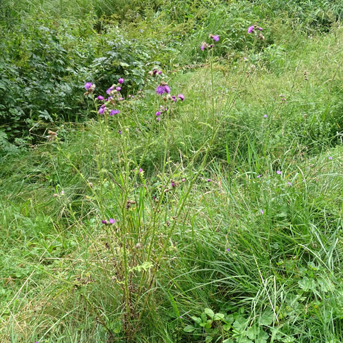 Vielblütige Krause Distel / Carduus crispus subsp. multiflorus