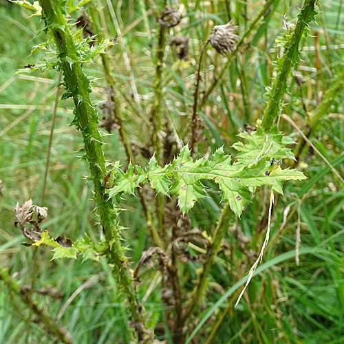 Vielblütige Krause Distel / Carduus crispus subsp. multiflorus