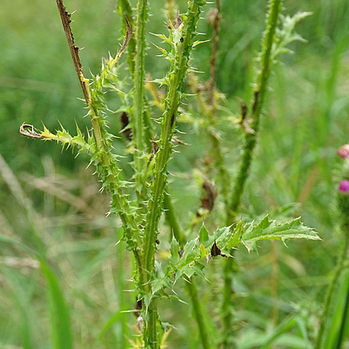 Vielblütige Krause Distel / Carduus crispus subsp. multiflorus