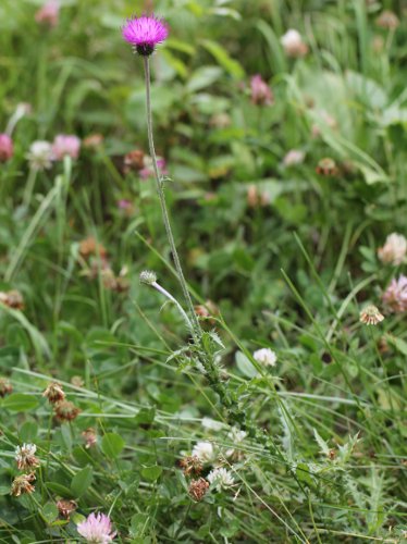 Berg-Distel / Carduus defloratus